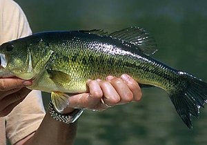 Vis vir die Gaanse | Gansbaai Explore